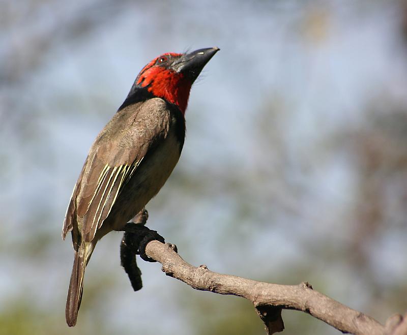 Donderdag 054.jpg - Ek wonder wat ek nou moet doen...